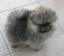 little dog
