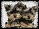 yorkie