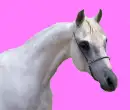 arabian horse