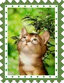 cute kitty
