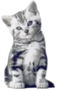 lovely kitty