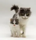 cute kittens