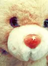Teddy