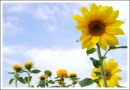 Girasoli