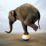 elephant on a beach ball lol
