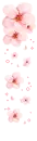 pink flowers