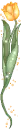 tulip