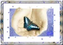 buterfly in hands