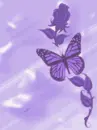 butterflys 