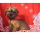 Doggie!!