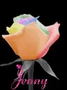 rainbow rose