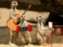WEAZALS PLAYING INSTRUMENTS