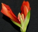 red lilly