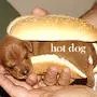 hot dog