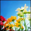 spring flowers
