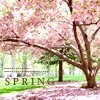 spring cherry blossoms (sakura)