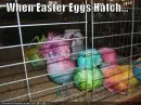 When Easter Eggs Hatch