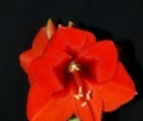 red lilly