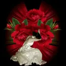 rose for you