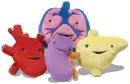 plush organs