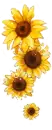 sun flower