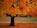 Autumn Tree