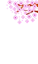 cherry blossoms