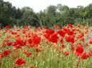 poppies