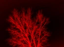 red tree
