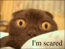 i'm scared