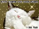 Kitty thinks you look funny with glitter