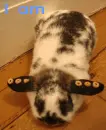 Cheerio Bunny