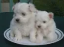 cute pupz