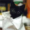 cute cat