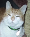 cat with beastie bands cat collars on