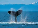 the tail of a wail