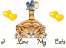 I love my cats