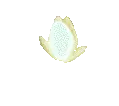 flowers36