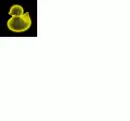Obey the duck