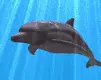 delfin