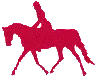 dressage