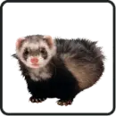 ferret