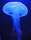 Meduza