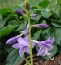 -Medusa Flower-