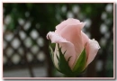 pink rose