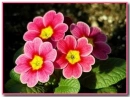 spring flowers