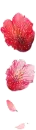 petals