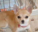 Lovely Puppy â™¥