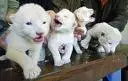 Cute Cubs