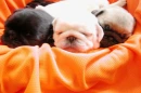 three cute pups